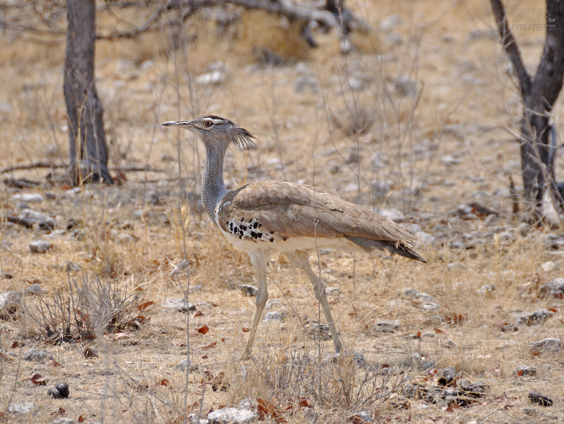 Etosha - Kori Bustard (Ardeotis kori) Stefan Cruysberghs